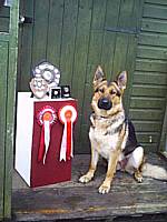Pepper GMP brood bitch winning CD, UD and joint first WD not yet 2 years old!